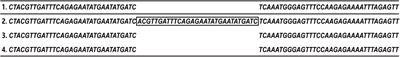 Blocking DNA Damage Repair May Be Involved in Stattic (STAT3 Inhibitor)-Induced FLT3-ITD AML Cell Apoptosis